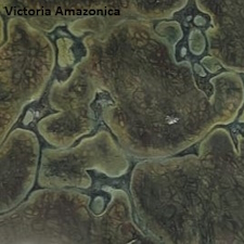 Victoria Amazonica